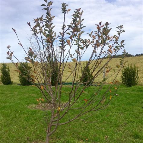 For any of these shrubs, if they're too big, tip. In the orchard. It's a good time of year to prune fruit ...