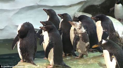 Seaworld Orlando S Naked Penguin Gets Special Wetsuit After Feather