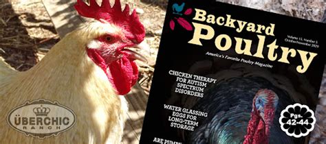 Überchic Ranch The Top 10 Chicken Breeds For The Doomsday Prepper