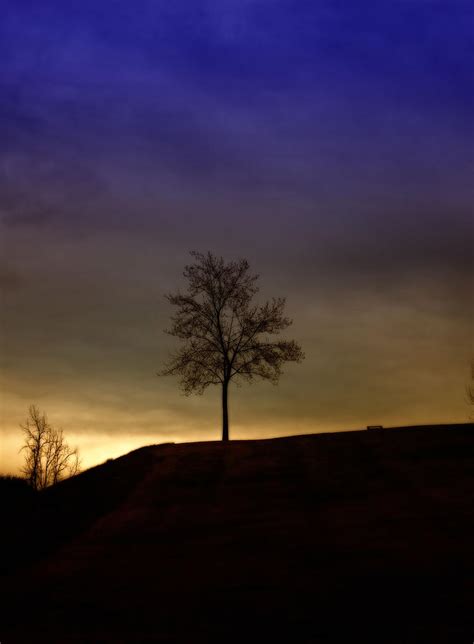 Lonely Tree On Hill Photograph By David Zumsteg Fine Art America