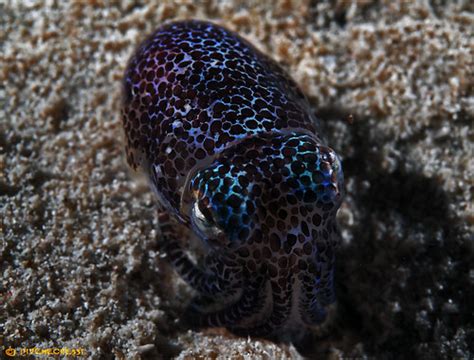 Berrys Bobtail Squid Euprymna Berryi Nightdive Flickr
