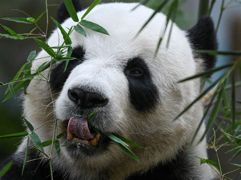 Biting Giant Pandas Have Special Teeth Recovery Function World