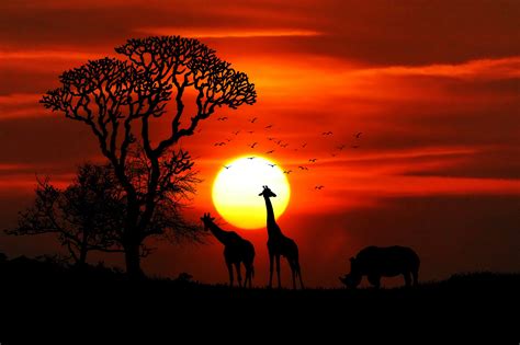 Giraffe Rhino Sunset Red Sky Tree Forest Nature 4k Hd