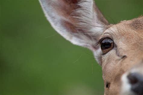 Deer Eye Photograph By Jeff Presnail Getty Images Fine Art America