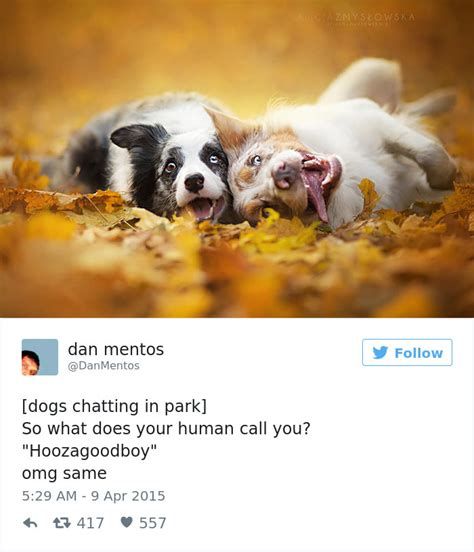 26 Tweets That Will Make Any Dog Owner Laugh