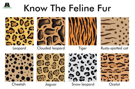 Stripes Spots And Rosettes Understanding Feline Fur Patterns