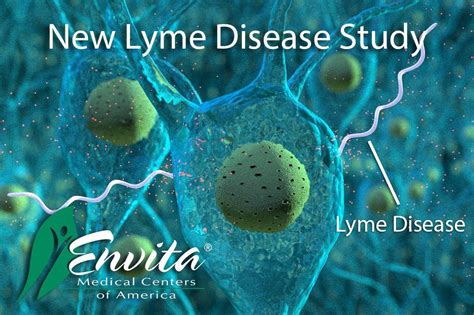 New Envita Study Shows Chronic Lyme Disease Fools Immune System
