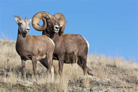 Donald M Jones Bighorn Sheep04783d Animals Wild Big Horn Sheep