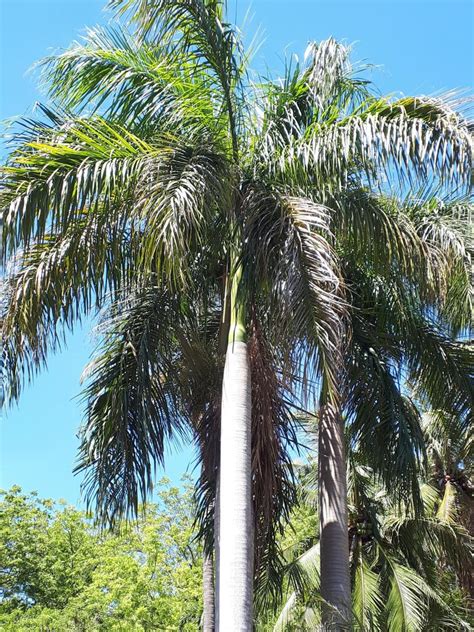 Palm Tree