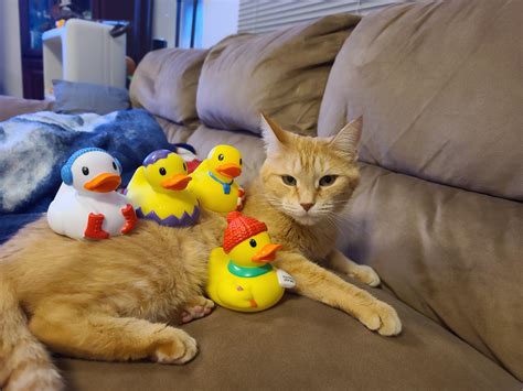 Duck Duck Cat R Rubberducks