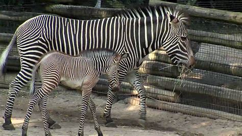 Cute Baby Zebra Colt Cincinnati Zoo Youtube