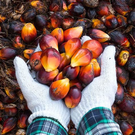 Cara budidaya kelapa sawit yang telah terbukti dapat meningkatkan hasil panen. Riwayat Buah Emas di Tanah Hindia - Historia