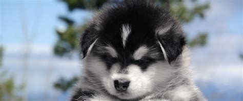 Alaskan Malamute Puppies For Sale Snowlion Malamutes California