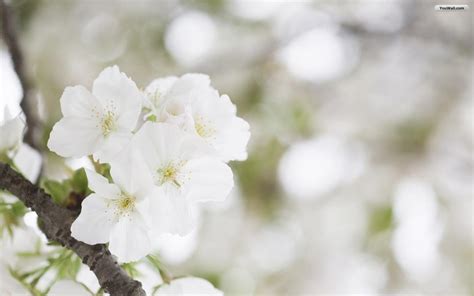 10 Selected White Flower Desktop Wallpaper You Can Download It For Free