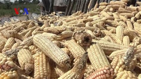 Africa Maize Youtube