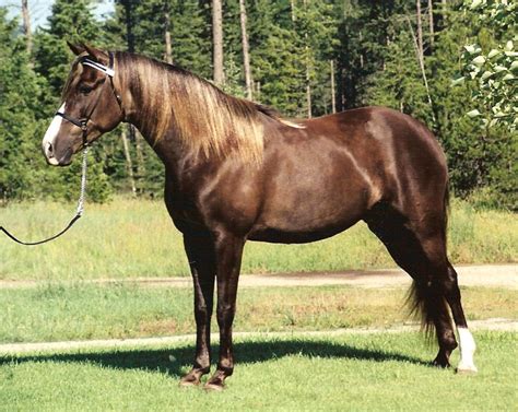 Kentucky Mountain Saddle Horse Info Origin History Pictures