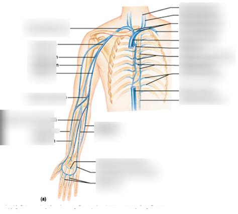 Upper Body Veins Diagram Quizlet