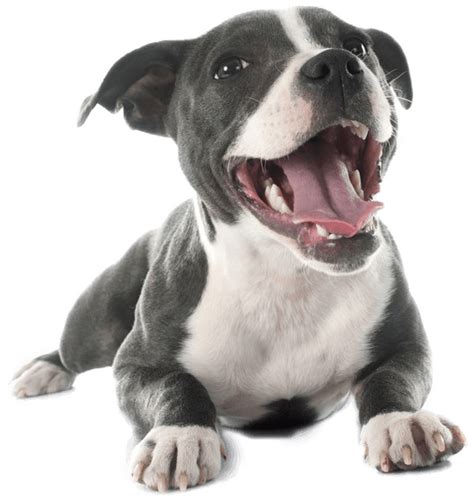 The american pit bull belongs to the ukc terrier group and has a long history of being a physically active dog breed. Best Dog Food For Pitbulls | Buyer's Guide for Puppy ...
