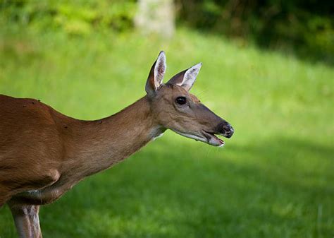 40 Mouth Open Doe Animal Deer Stock Photos Pictures And Royalty Free