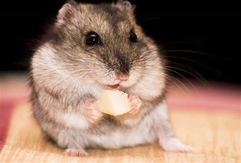 Why Do Hamsters Put Food In Their Cheeks And What You Need To Know