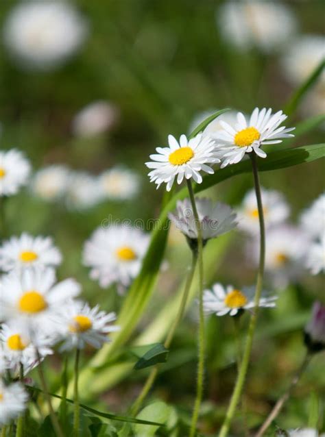 Two Daisy Flowers Grow Next To The Daisy Field Stock Image Image Of
