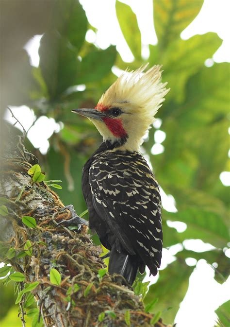 Blond-crested Woodpecker - BirdForum Opus | BirdForum