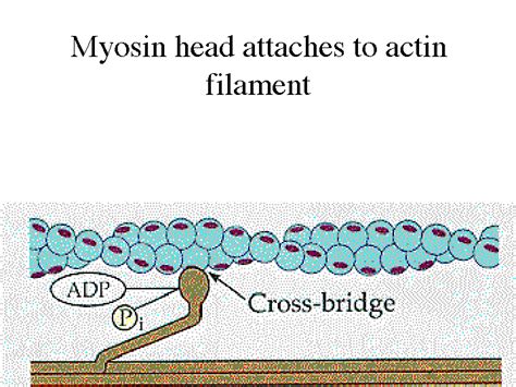 Myosin Head Attaches To Actin Filament