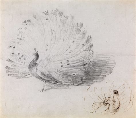 Peacock Pencil Sketch At Paintingvalley Com Explore Collection Of