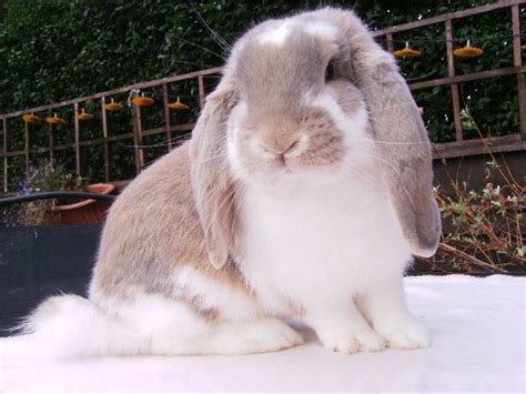 The French Lop Rabbit The Largest Breed Of Rabbit With Lop Ears The