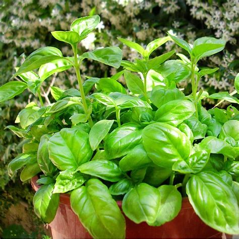 Bonnie Plants 45 In Basil Sweet Plants Front Yards And Basil Plant