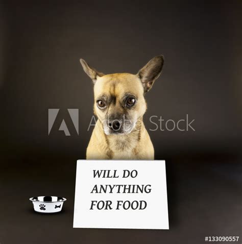 Dog Begging For Foodcute Dog With A Sign Asking For Food