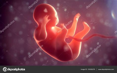 Embryon humain à l intérieur du corps Illustration 3d image libre de