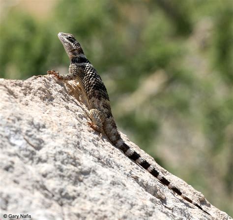 They live in diverse habitats from hot, sandy deserts, prairies and sagebrush areas, to the edges of forests. Texas Crevice Spiny Lizard - Sceloporus poinsettii axtelli
