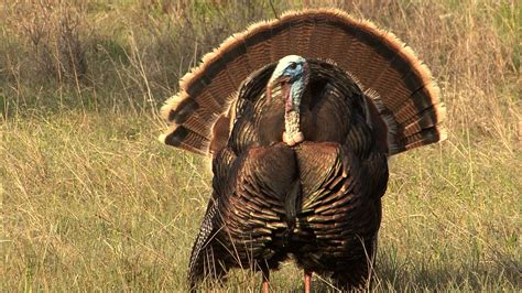 female wild turkeys parse the courtship performances of males to determine their genetic