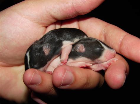 UGG! I think my rats have lice...Help!