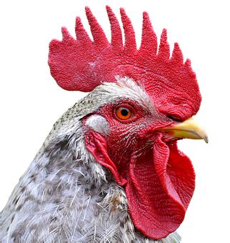 500+ HD Rooster Pictures & Images for Free - Pixabay - Pixabay | Rooster, Rooster painting ...