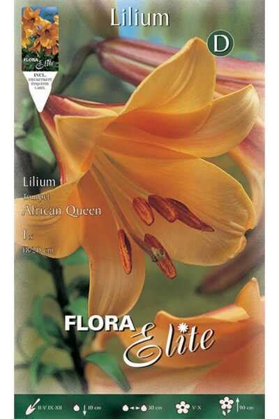 African Queen Trumpet Lilies Orange Bulbs