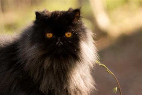The Persian Cat Breed