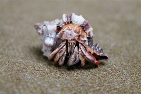 23 Cool Hermit Crab Pictures I Love Hermit Crabs Hermit Crab Crab