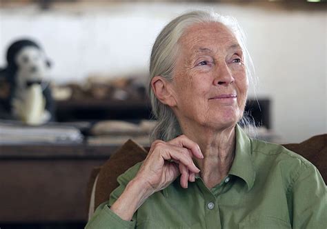 Jane Goodall Reflects On 60 Years Of Research And Conservation