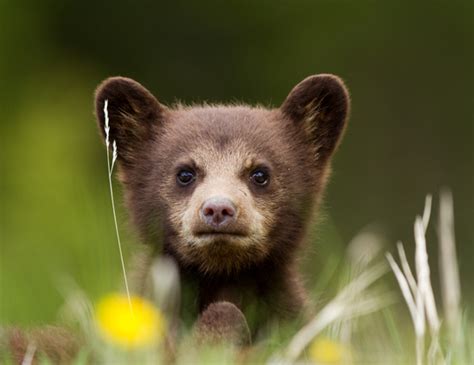 Really Cute Baby Bears