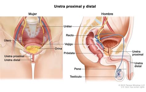 Kuvahaun tulos haulle uretra femenina con imágenes Anatomía del