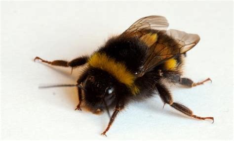 Thus, to make sure that bumble can provide the users with the best match, bumble provides a location update on the application. LIVE BUMBLE-BEE crawling on the room floor! - Image from ...