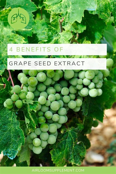 What is grape seed extract and its benefits? 4 Benefits of Organic Grape Seed Extract | Organic grapes ...