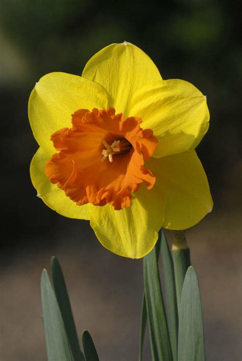 Narcis Velkokorunný Mary Bohannon Narcissus Large Cupped Mary