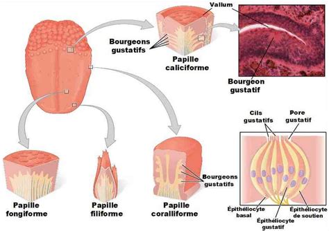 Système Digestif Introduction Et La Cavité Buccale Nha Naturolistique