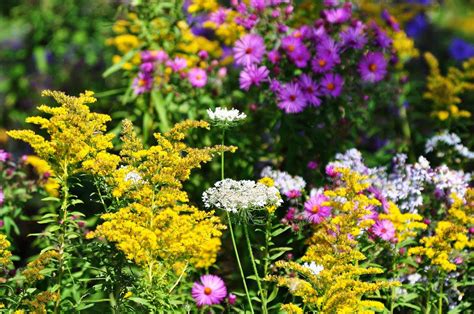 Fall Wildflowers North Kingstown Ri Patch