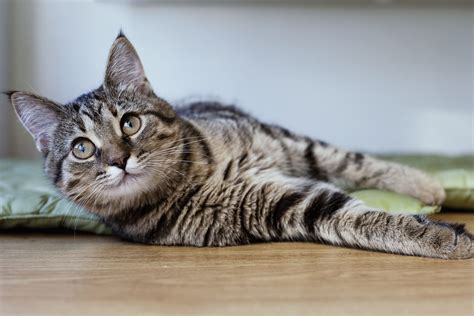 Cat Influenza Pet Insurance Review