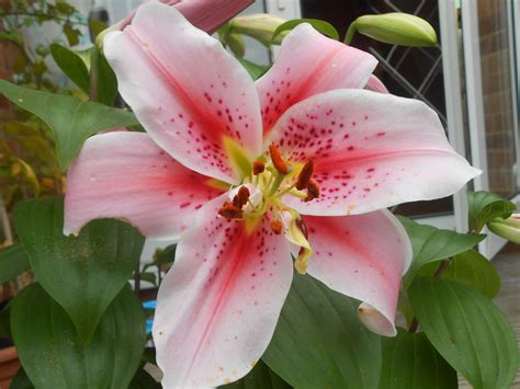 Star Lily Botanical Art Botanical Lily