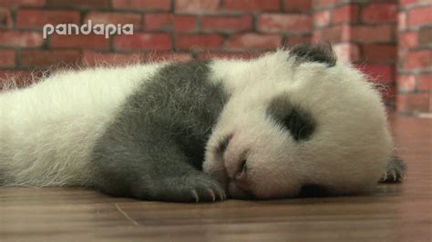 Baby Pandas Sleeping